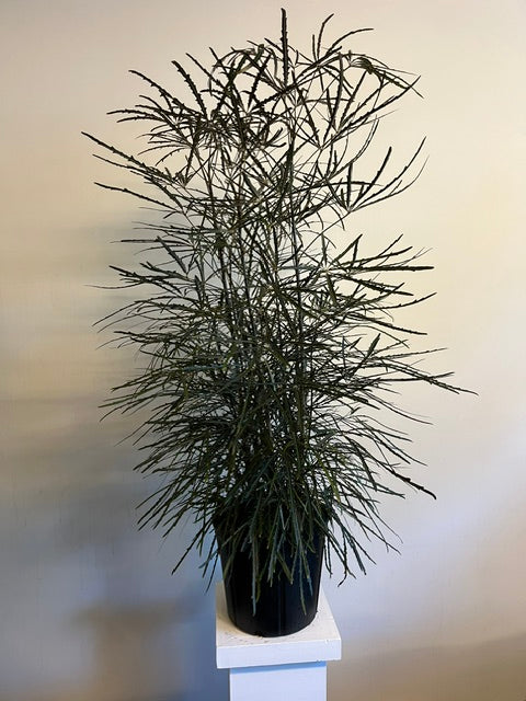 10" False Aralia