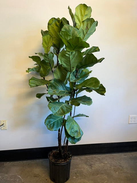 10" Fiddle Leaf Fig
