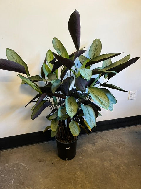 10" Ctenathe