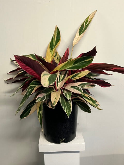 10" Stromanthe 'Triostar'