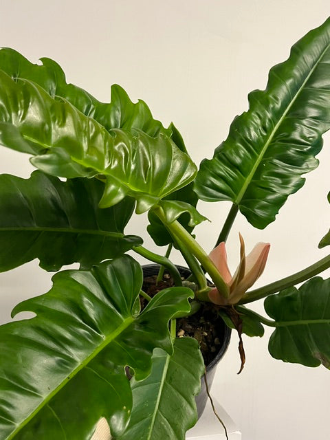10" Philodendron 'Narrow Escape'