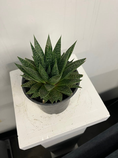4" Gasteria 'Flow'
