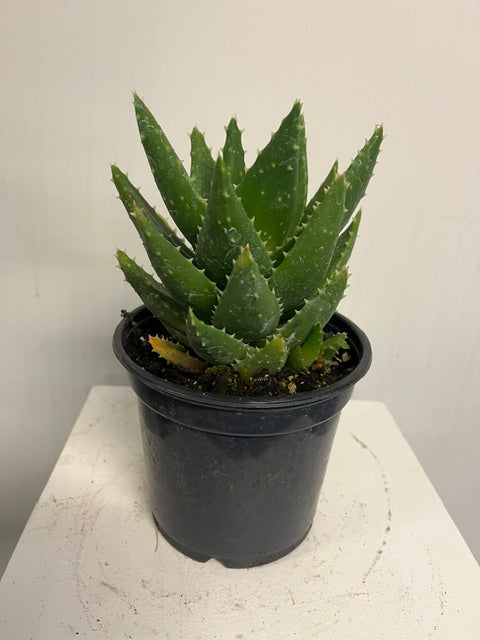 4" Gold Tooth Aloe