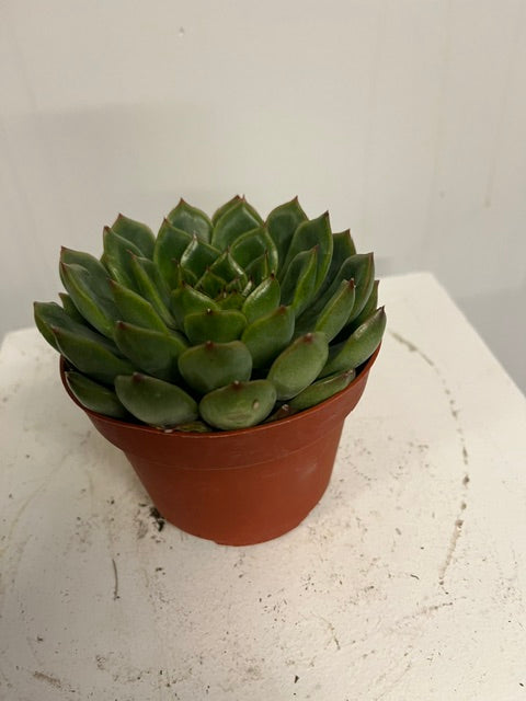 4" Echeveria