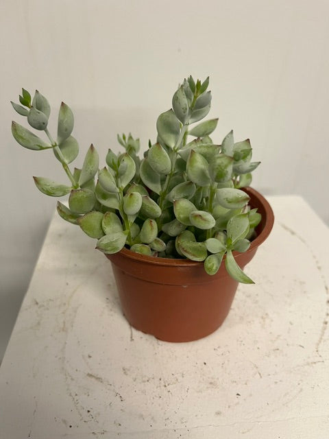 4" Cotyledon