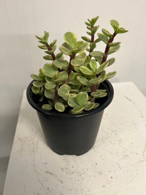 4" Variegated Elephant Bush
