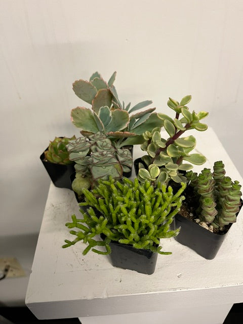 2" Assorted Succulents