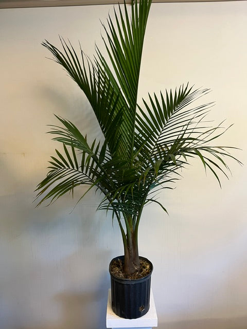 10" Majesty Palm