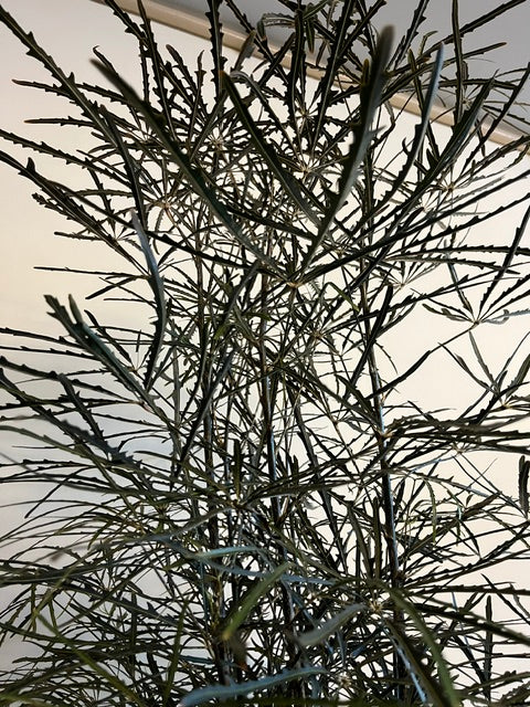 10" False Aralia