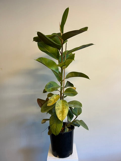 8" Ficus 'Moonshine'