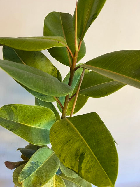 8" Ficus 'Moonshine'