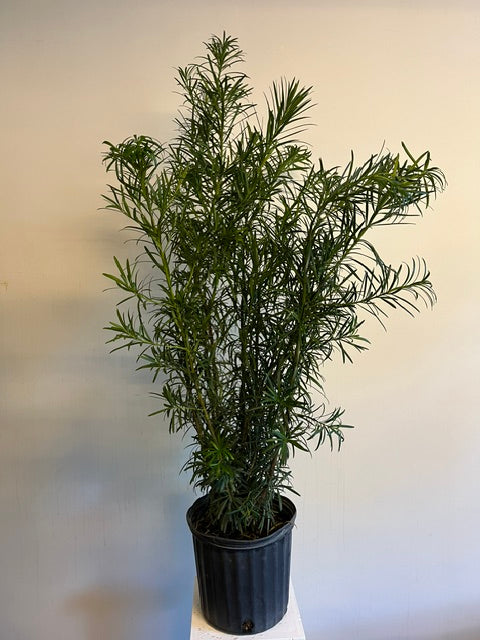 10" Podocarpus