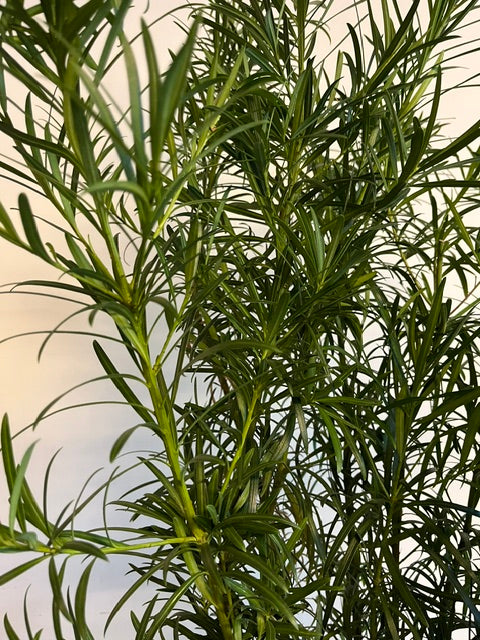 10" Podocarpus