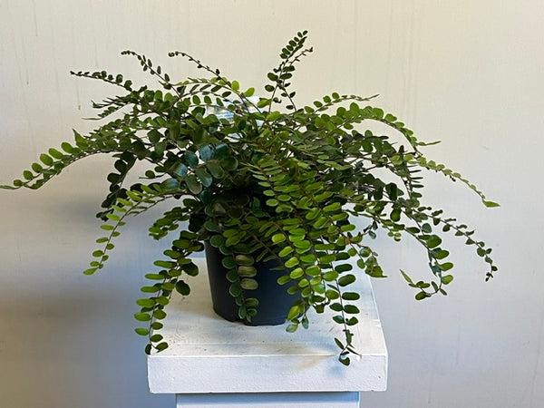 6" Button Fern