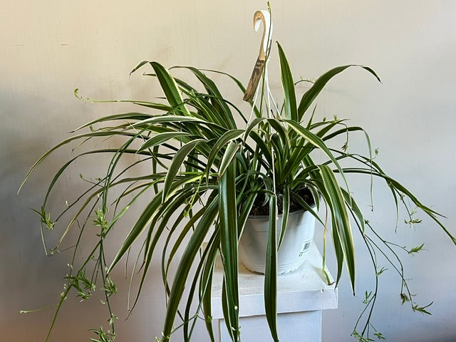 6" Spider Plant