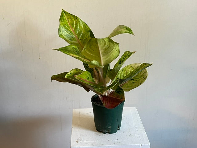 4" Agalonema