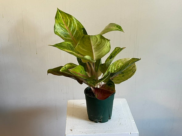 4" Agalonema