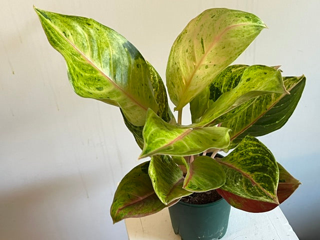 4" Agalonema