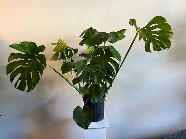 10" Monstera