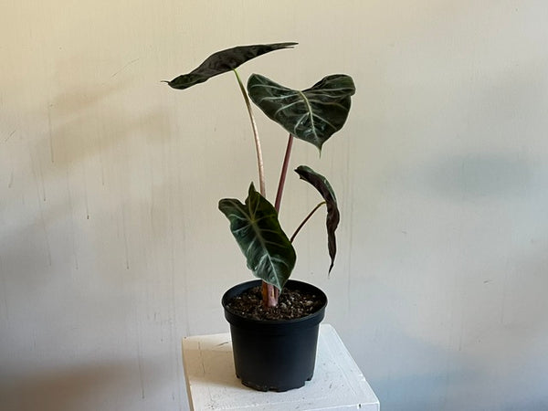 6" Alocasia