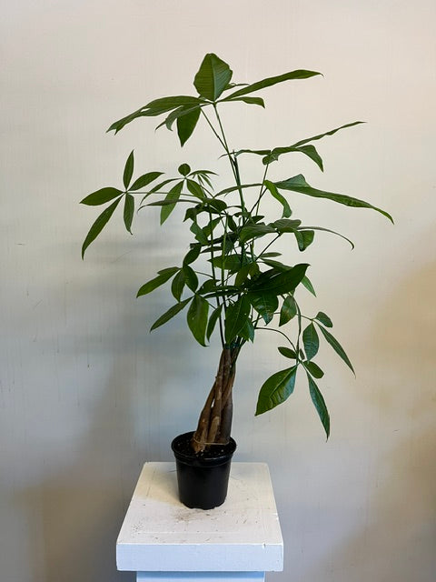 4" Money Tree