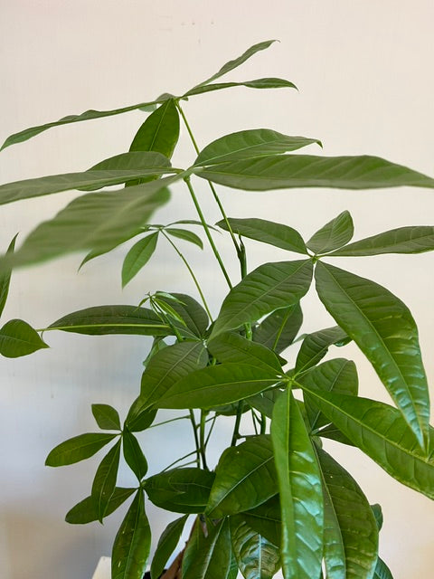4" Money Tree