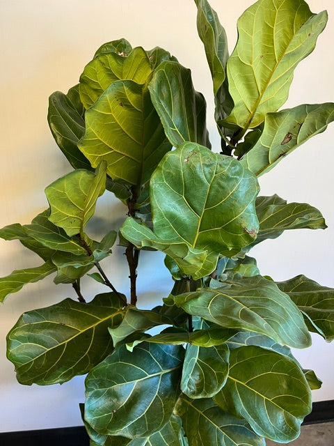 10" Fiddle Leaf Fig