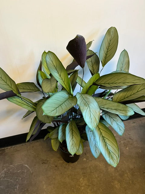 10" Ctenathe