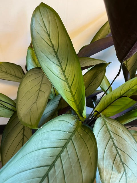 10" Ctenathe