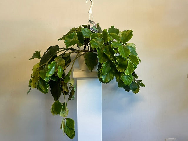 Hanging Tetrastigma