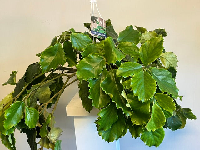 Hanging Tetrastigma
