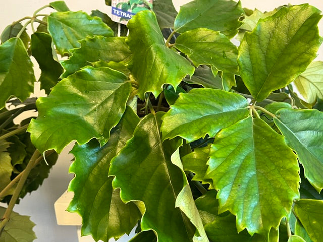 Hanging Tetrastigma