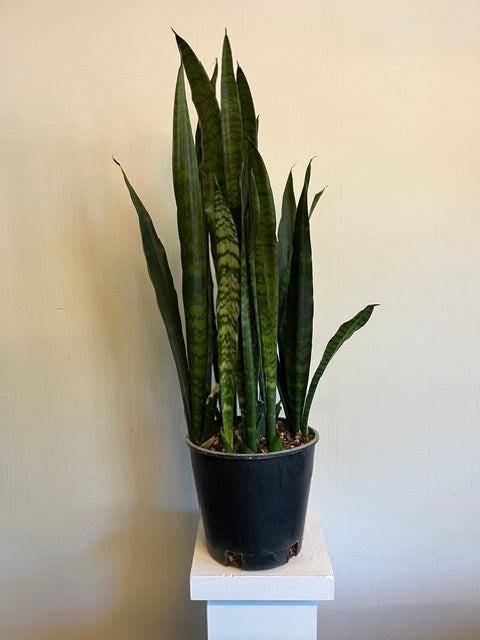 10" Sansevieria