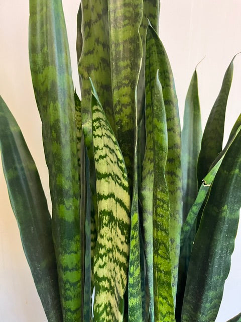 10" Sansevieria