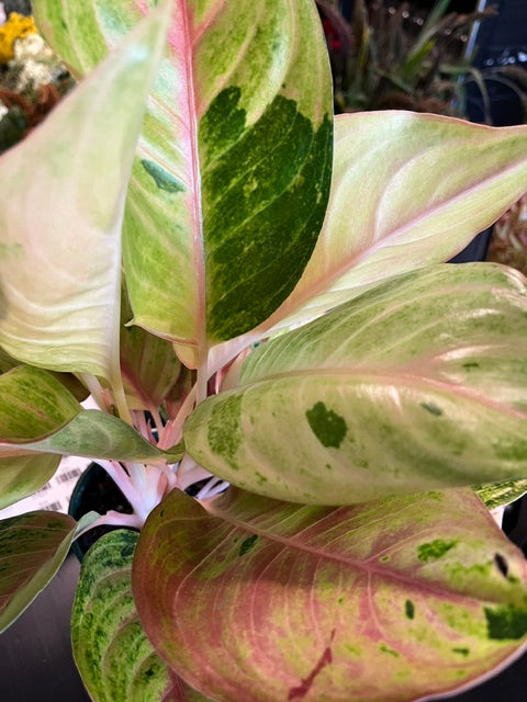 4" Agalonema