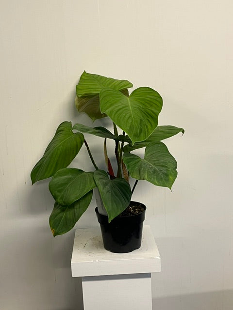 8" Philodendron 'Fuzzy Petiole'