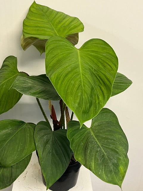 8" Philodendron 'Fuzzy Petiole'