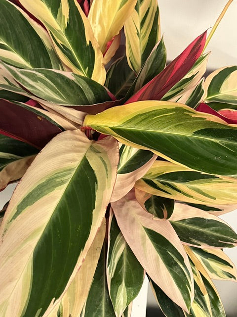 10" Stromanthe 'Triostar'