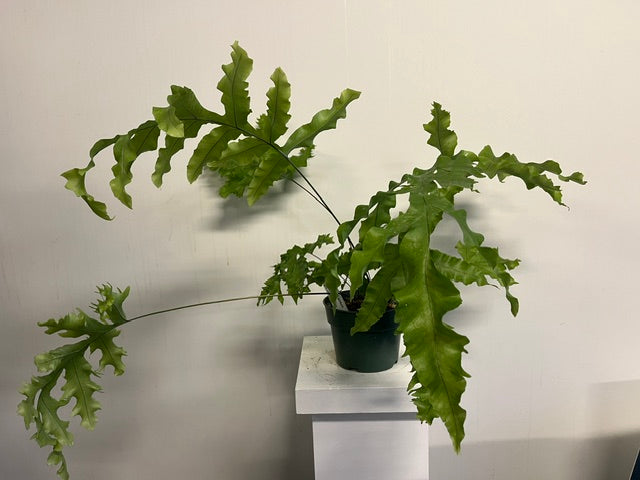 6" Polypodium aureum - Giant Rabbits Foot Fern