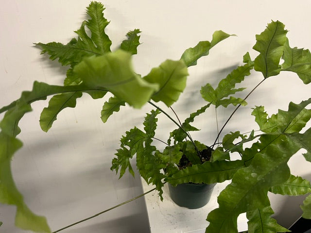 6" Polypodium aureum - Giant Rabbits Foot Fern