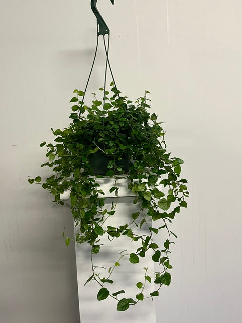 6" Hanging Creeping Fig