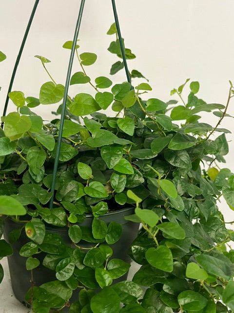 6" Hanging Creeping Fig
