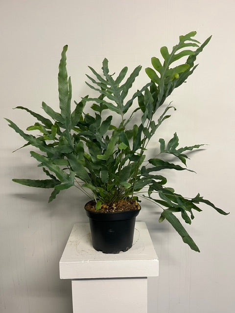 6" Blue Star Fern