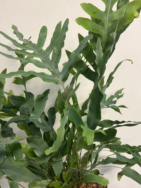 6" Blue Star Fern