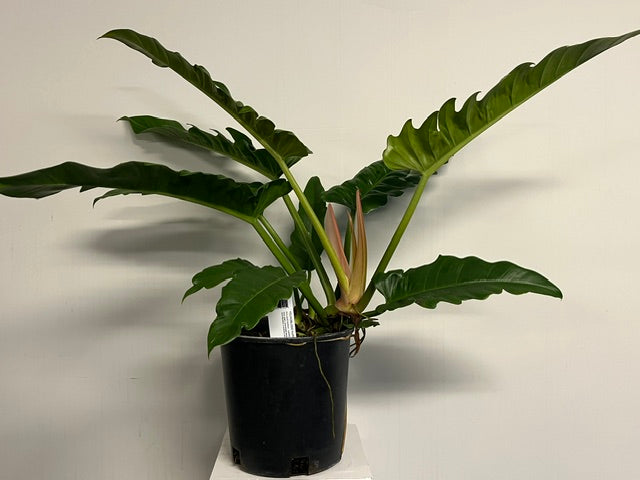 10" Philodendron 'Narrow Escape'
