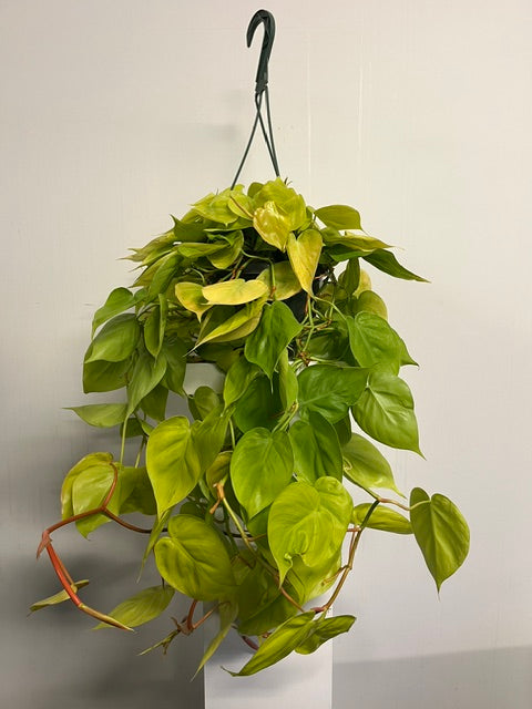 6" Hanging Philodendron 'Lime'