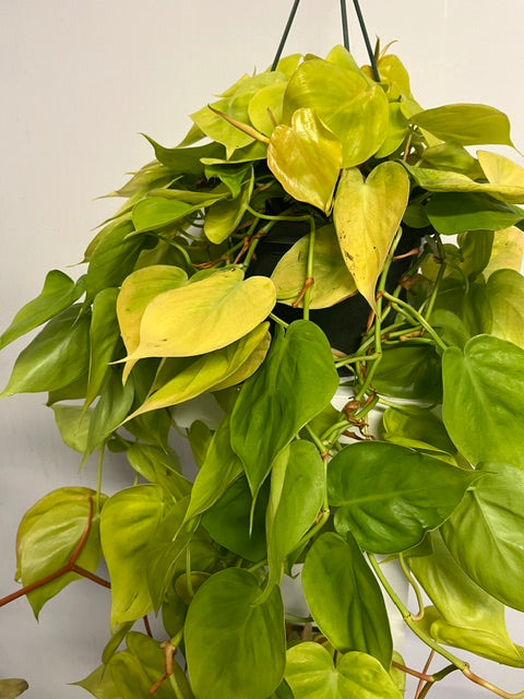 6" Hanging Philodendron 'Lime'