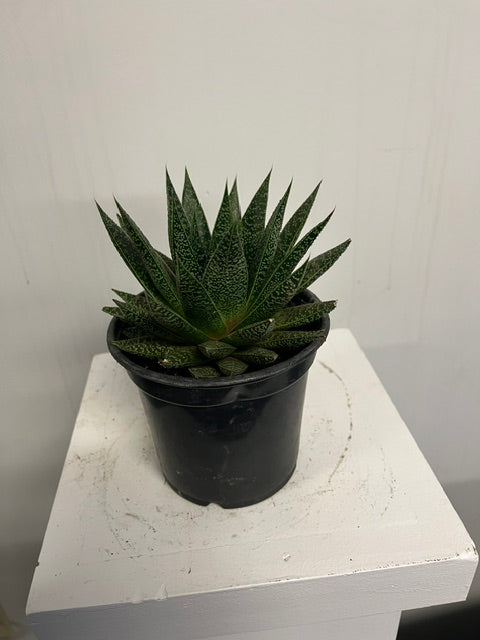 4" Gasteria 'Flow'