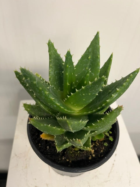 4" Gold Tooth Aloe