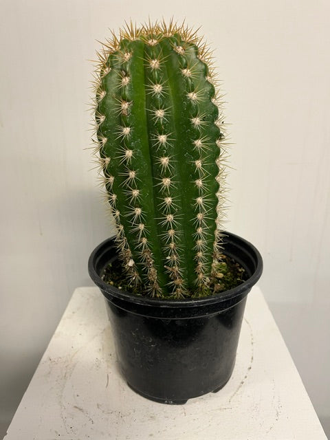 6" Cactus 'Sun Goddess'